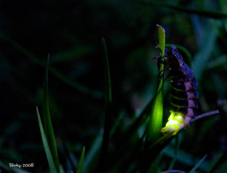 A Glowworm