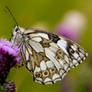 Marbled white