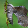 Poplar Hawkmoth