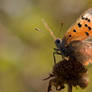 Small copper butterfly