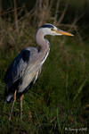 Details of a heron by Slinky-2012