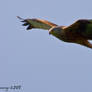 Red Kite