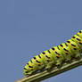 Swallowtail caterpillar