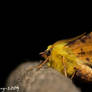 Canary-shouldered Thorn