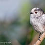 Baby long tailed tit