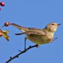 Reed warbler MKII