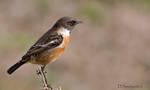 Stonechat close up by Slinky-2012