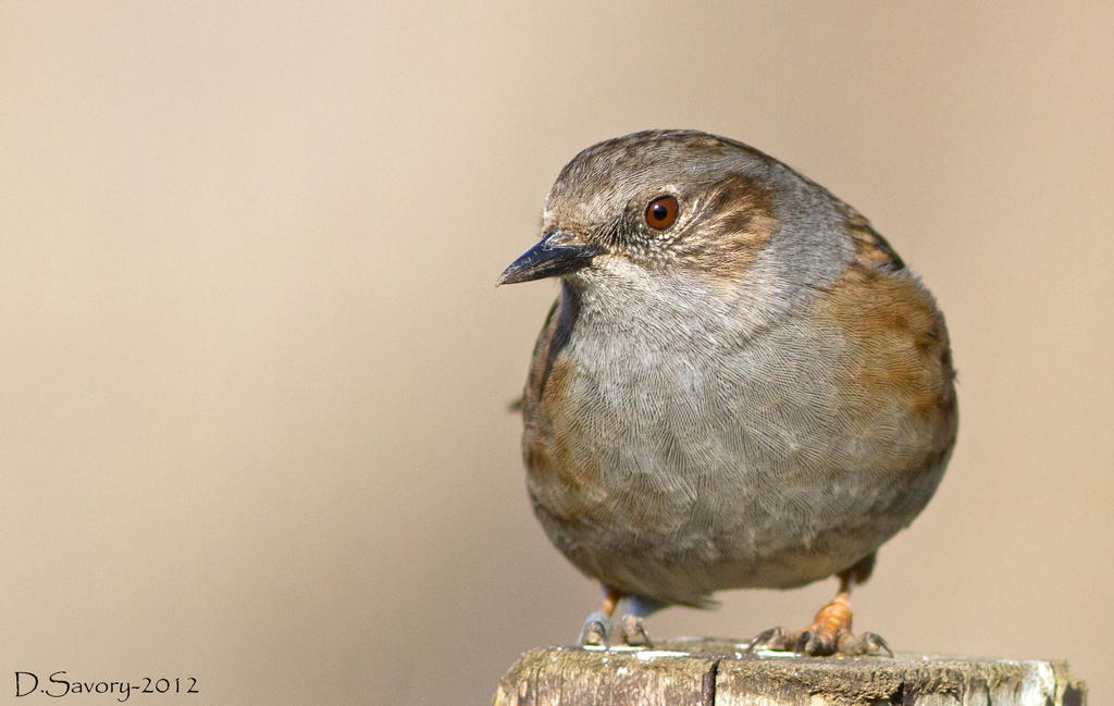 dunnock  (hedge sparrow)