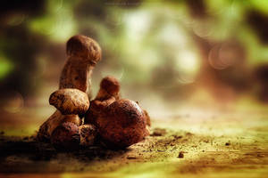Mushroom team