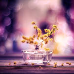 Small Yellow Flowers by DavideSolurghiPhotog