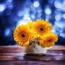 Yellow gerberas