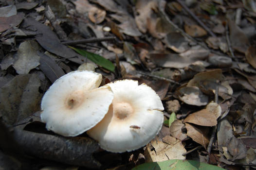 Whitest Mushroom