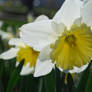 Daffodils