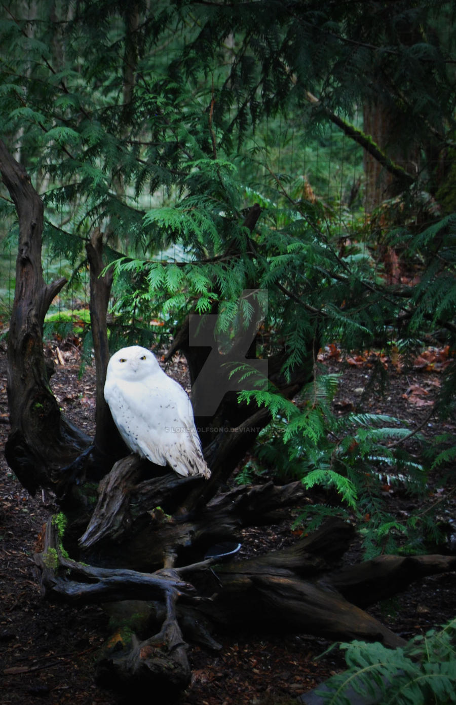 Hedwig?