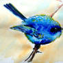 Fairy wren