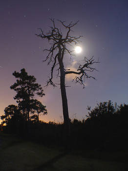 Full Moon, Late Night