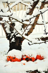 Winter Pumpkins