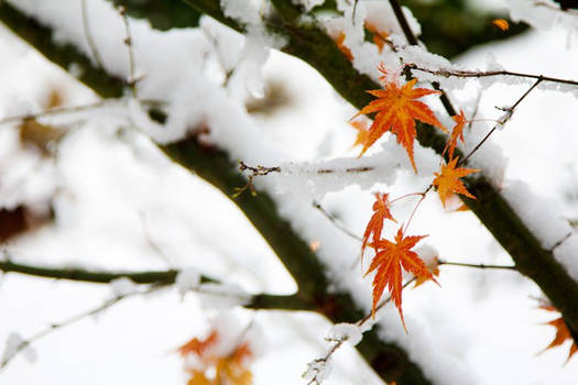 Last leaves of Autumn