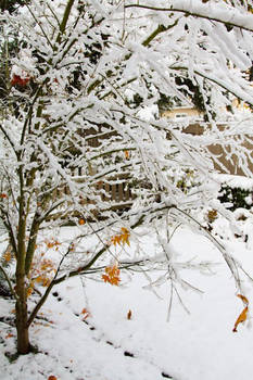 Trees in Early Winter