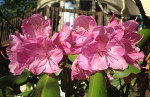 Pink Flowers