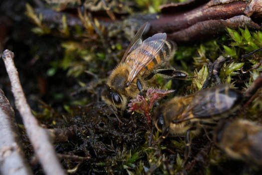 A Bee drinking Water