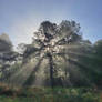 Morning shine