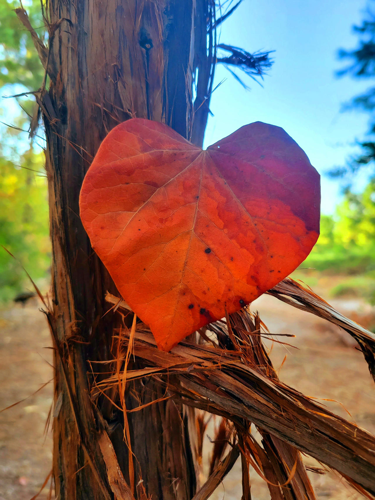 Love nature