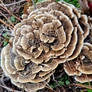 Fractal fungi