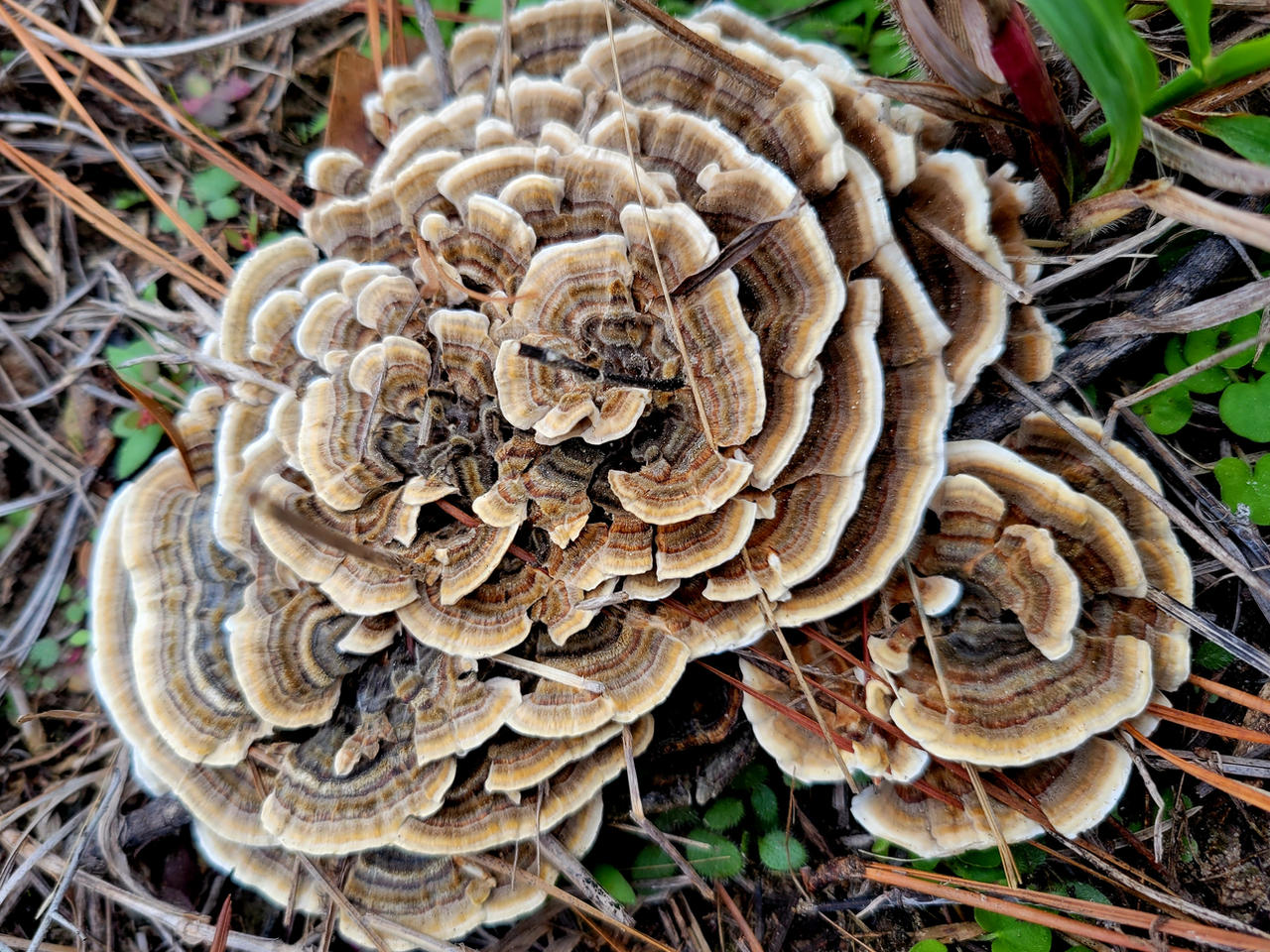 Fractal fungi