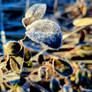 Frosty