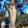 Spiraling ice