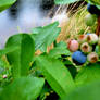 Blueberries ripening