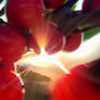 happy holly days