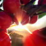 happy holly days