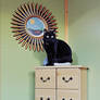 #cattoy bored