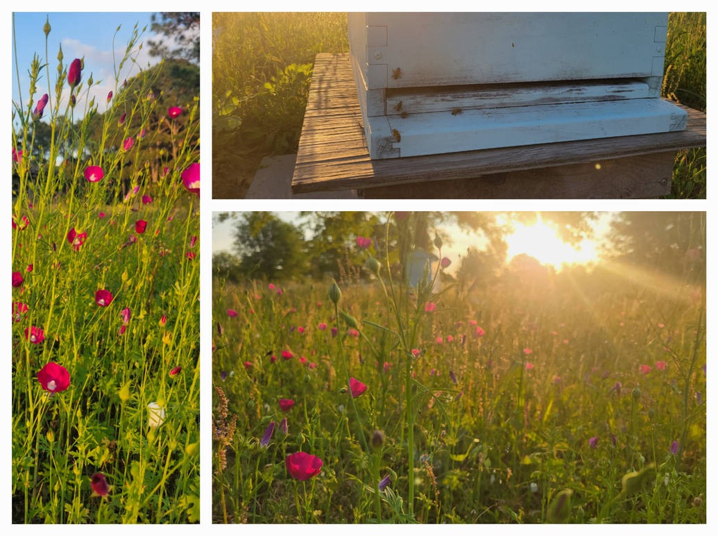 bees happy by ShiverTheNamelessone on DeviantArt