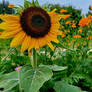 #sunflower surviving beauty