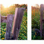 Once upon a garden....