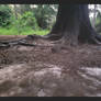 sheltering roots