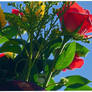 #redrose
