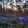 #amethyst blooms
