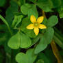 Oxalis (1)