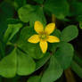 Oxalis 2