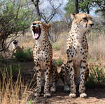 Singing cheetahs by Kridah