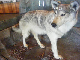 Timber Wolf