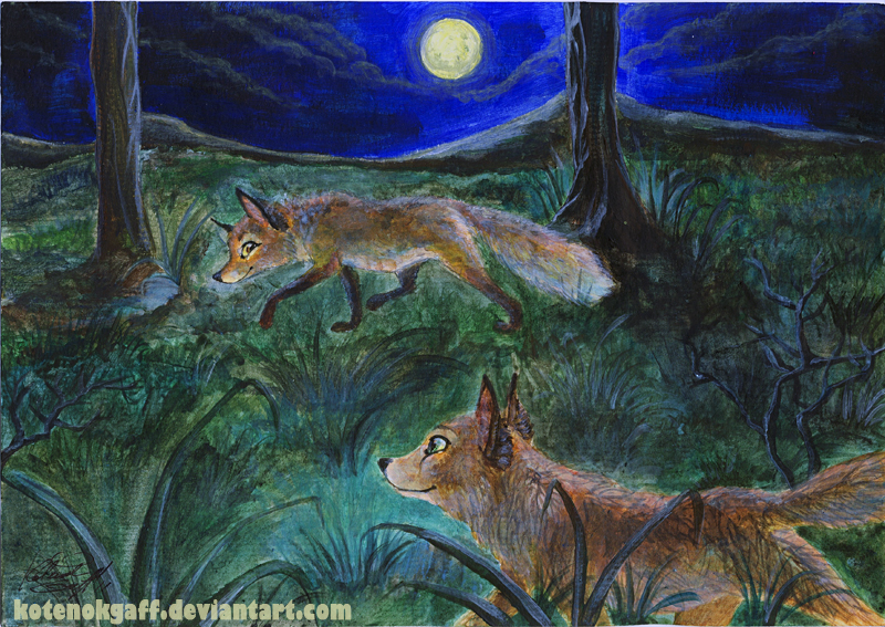 Foxes at night