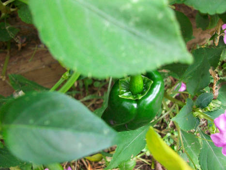 Green Pepper