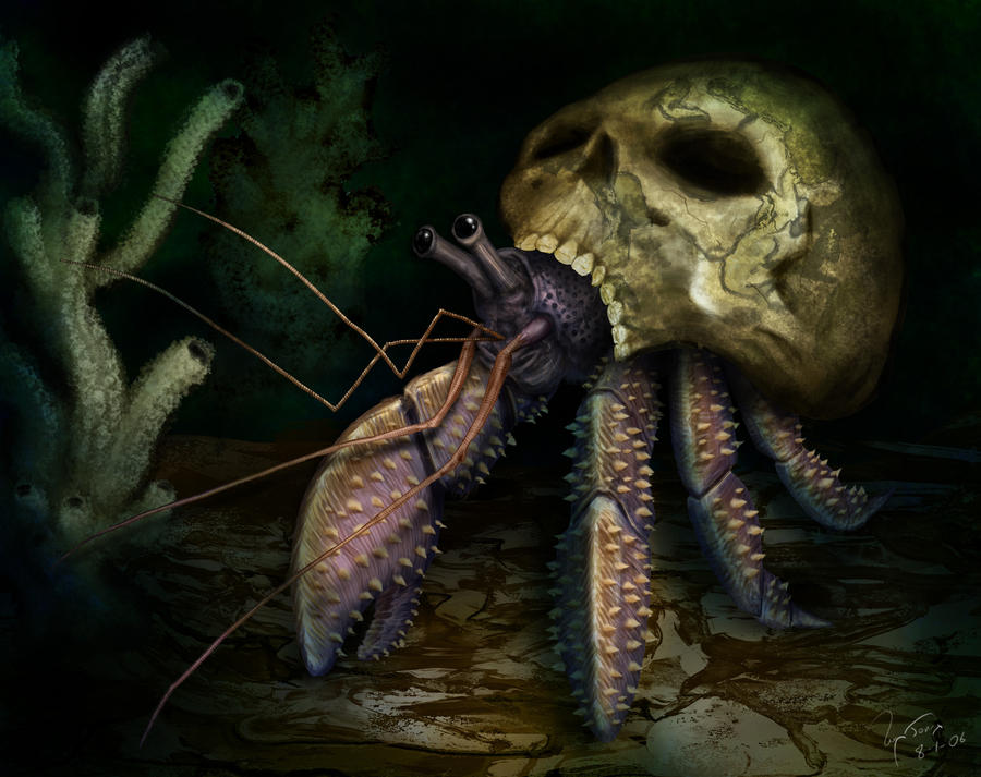 Hermit Crab in Skull