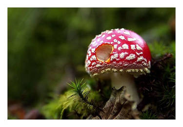 The Mushroom