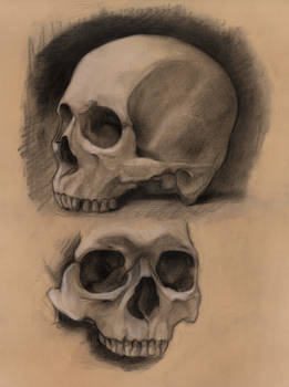 Skull